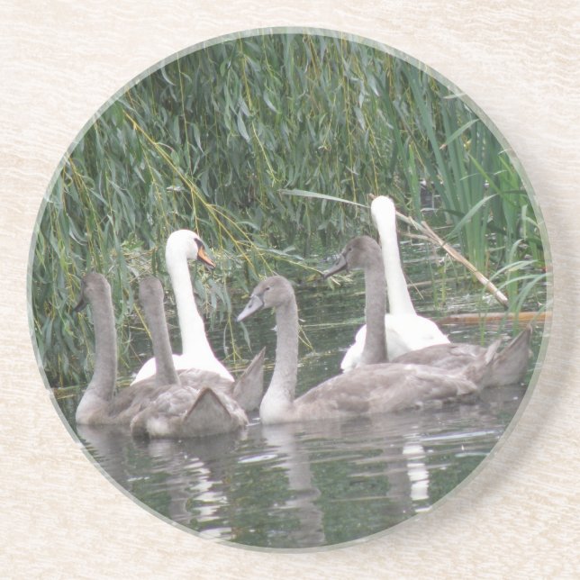 Swabs and Cygnets Coasters (Front)