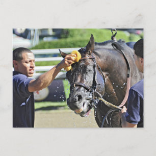 Swag Daddy gets a cold soaking after the race Postcard