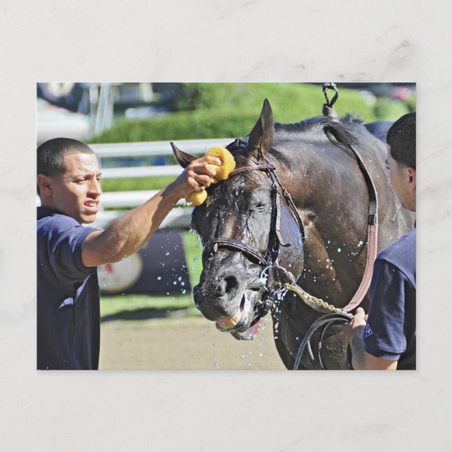 Swag Daddy gets a cold soaking after the race Postcard (Front)