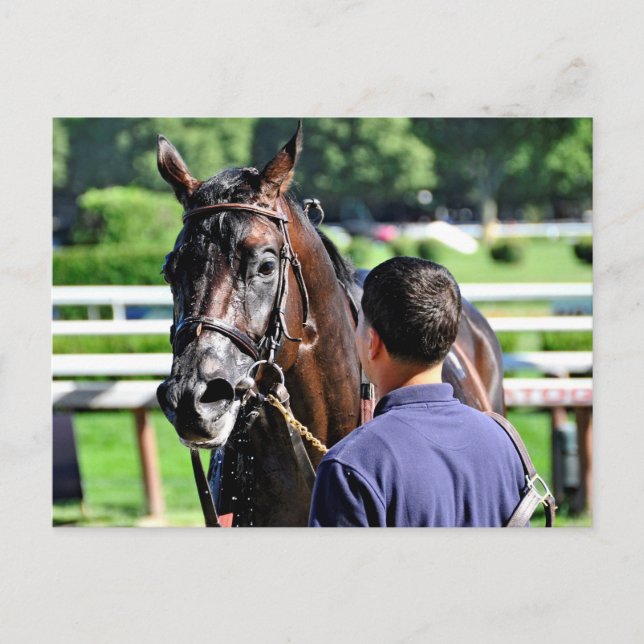 Swag Daddy gets a cold soaking after the race Postcard (Front)
