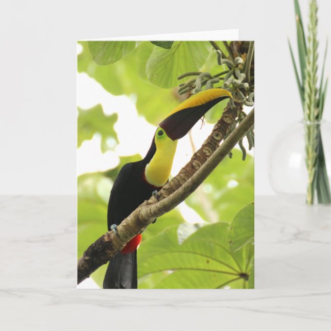 Swainson Toucan Exotic Bird Card (Front)