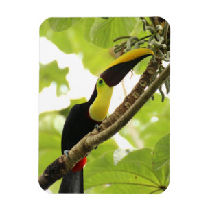 Swainson Toucan Exotic Bird Magnet
