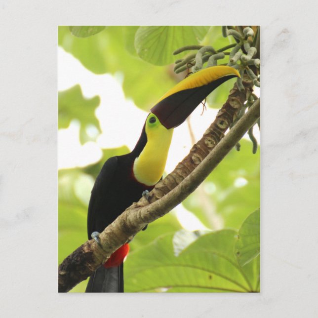 Swainson Toucan Postcard (Front)