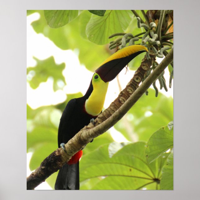 Swainson Toucan Poster (Front)