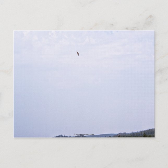 Swainson's Hawk Postcard (Front)