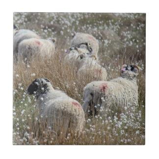 Swaledale ewes in cotton grass in Northhumberland  Ceramic Tile