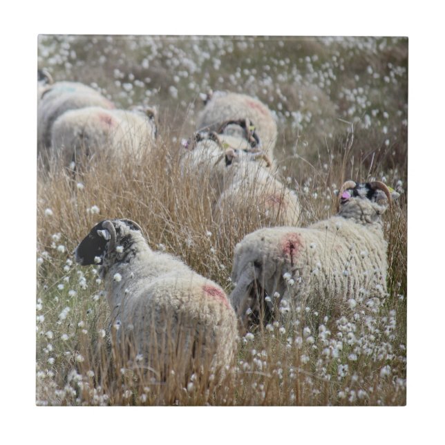 Swaledale ewes in cotton grass in Northhumberland  Ceramic Tile (Front)
