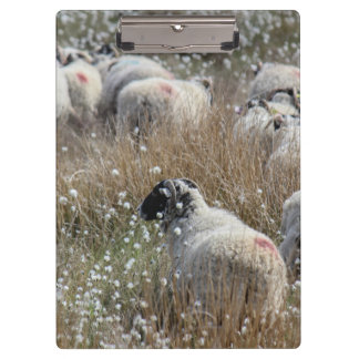 Swaledale ewes in cotton grass in Northhumberland  Clipboard