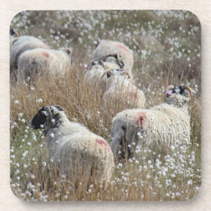 Swaledale ewes in cotton grass in Northhumberland Coaster