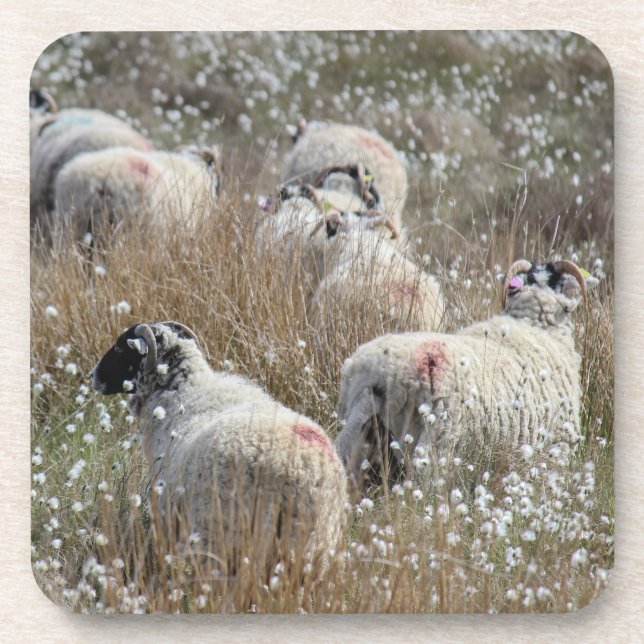 Swaledale ewes in cotton grass in Northhumberland  Coaster (Front)