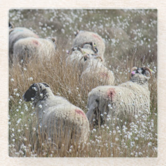 Swaledale ewes in cotton grass in Northhumberland  Glass Coaster