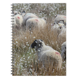 Swaledale ewes in cotton grass in Northhumberland  Notebook