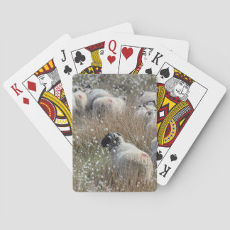 Swaledale ewes in cotton grass in Northhumberland  Playing Cards