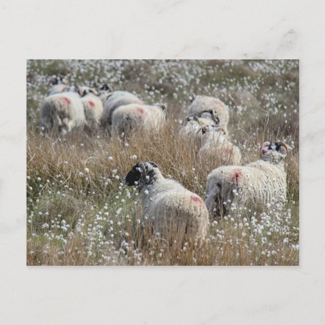 Swaledale ewes in cotton grass in Northhumberland  Postcard (Front)