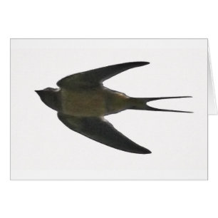 Swallow