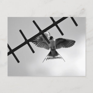 Swallow and Fledgling Postcard