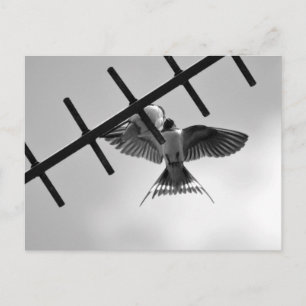 Swallow and Fledgling Postcard