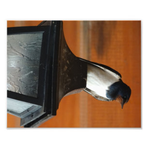 Swallow Bird on a Lamp Professional Photo Print