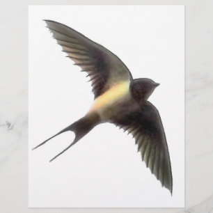 Swallow Clear Flyer