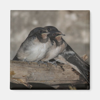 Swallow fledglings roosting on a branch  magnet