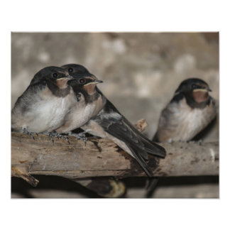 Swallow fledglings roosting on a branch  photo print