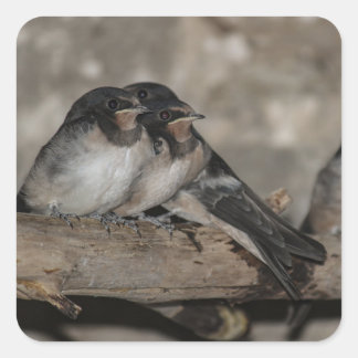 Swallow fledglings roosting on a branch  square sticker