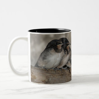 Swallow fledglings roosting on a branch  Two-Tone coffee mug