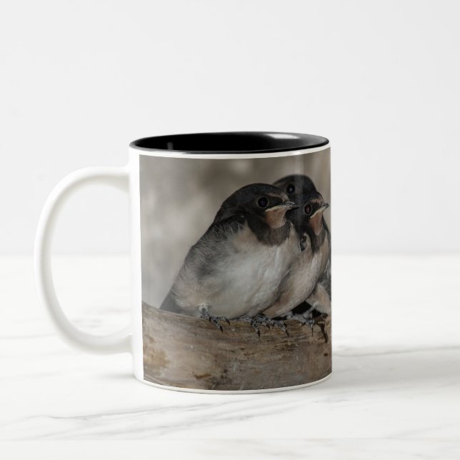 Swallow fledglings roosting on a branch  Two-Tone coffee mug (Left)