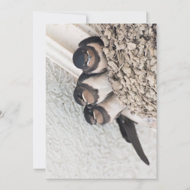 Swallow nestlings sitting in nest invitation (Front)