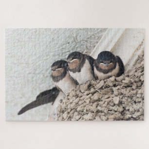 Swallow nestlings sitting in nest jigsaw puzzle