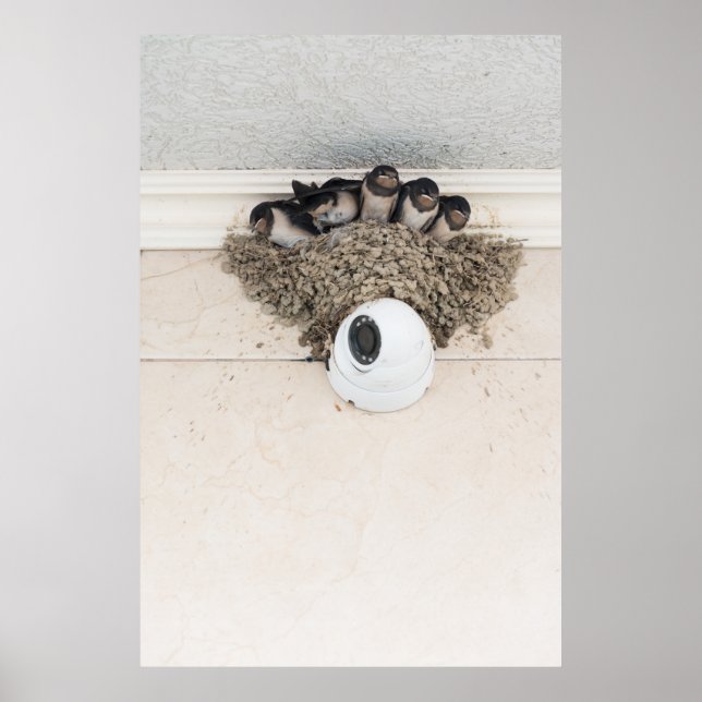Swallow nestlings sitting in nest poster (Front)
