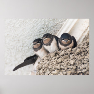Swallow nestlings sitting in nest poster