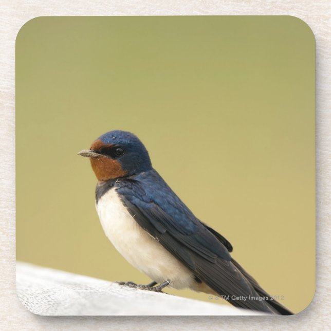 Swallow on a Wooden Ledge Coaster (Front)