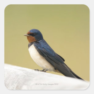 Swallow on a Wooden Ledge Square Sticker