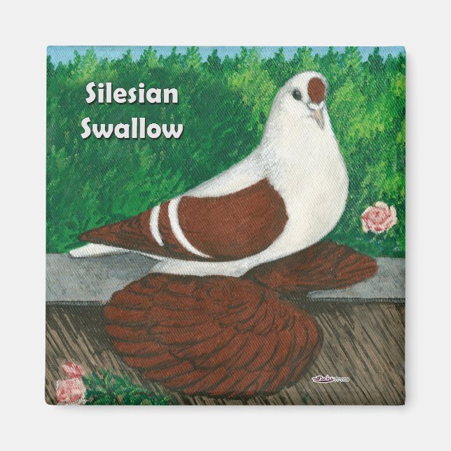 Swallow Pigeon:  Silesian Magnet (Front)