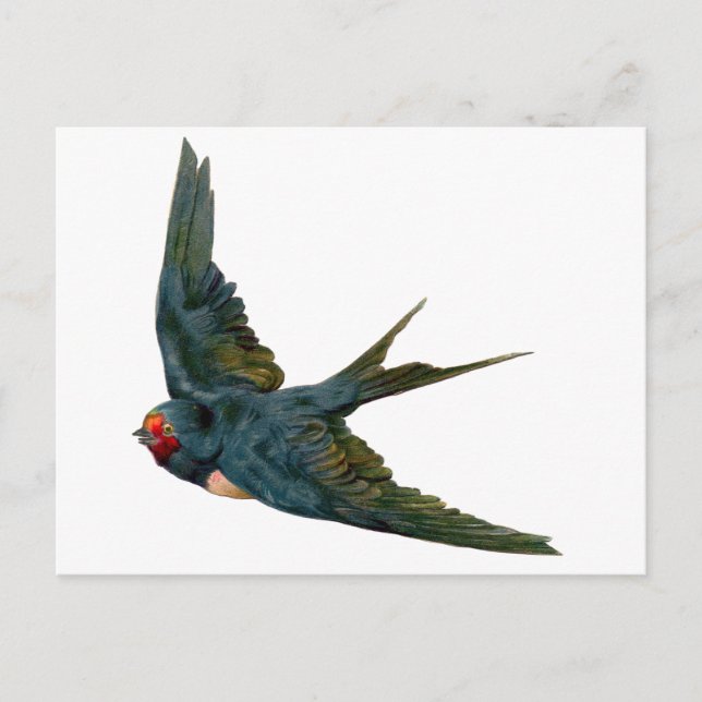 Swallow Postcard (Front)