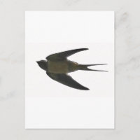 Swallow