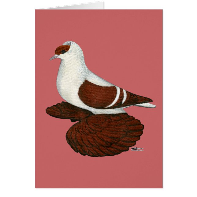 Swallow:  Red Fullhead Pigeon (Front)