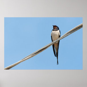 Swallow sitting on wire poster