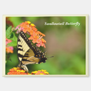 Swallow tail butterfly at garden flowers magnet