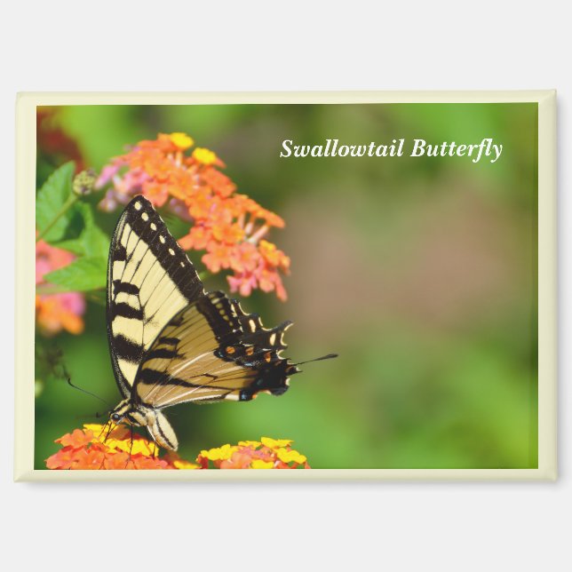 Swallow tail butterfly at garden flowers magnet (Front)