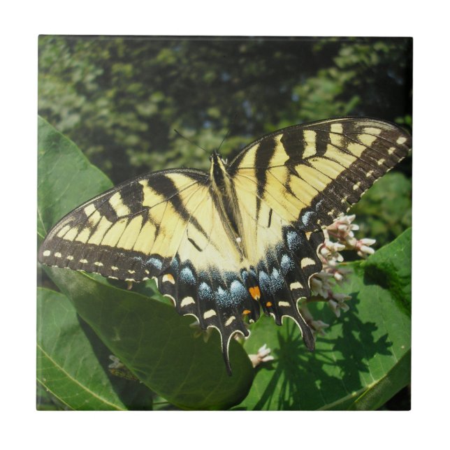 "Swallow Tail Butterfly" Ceramic Tile (Front)