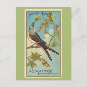 Swallow-tailed Flycatcher Postcard