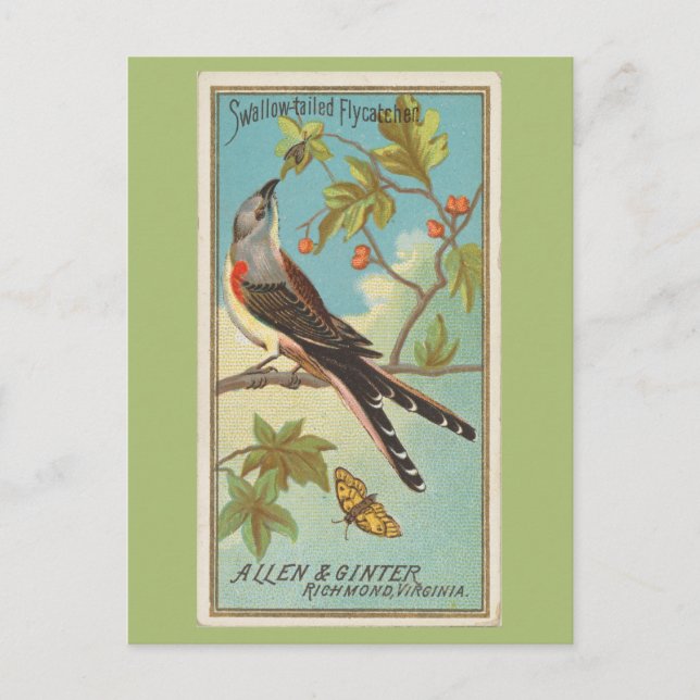 Swallow-tailed Flycatcher Postcard (Front)