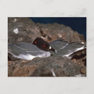 Swallow-Tailed Gulls On Rocks Postcard
