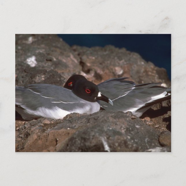 Swallow-Tailed Gulls On Rocks Postcard (Front)