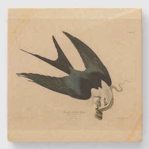 Swallow-tailed Hawk - Audubon's Birds of America Stone Coaster
