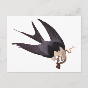 Swallow Tailed Hawk with Snake Vintage Audubon Postcard