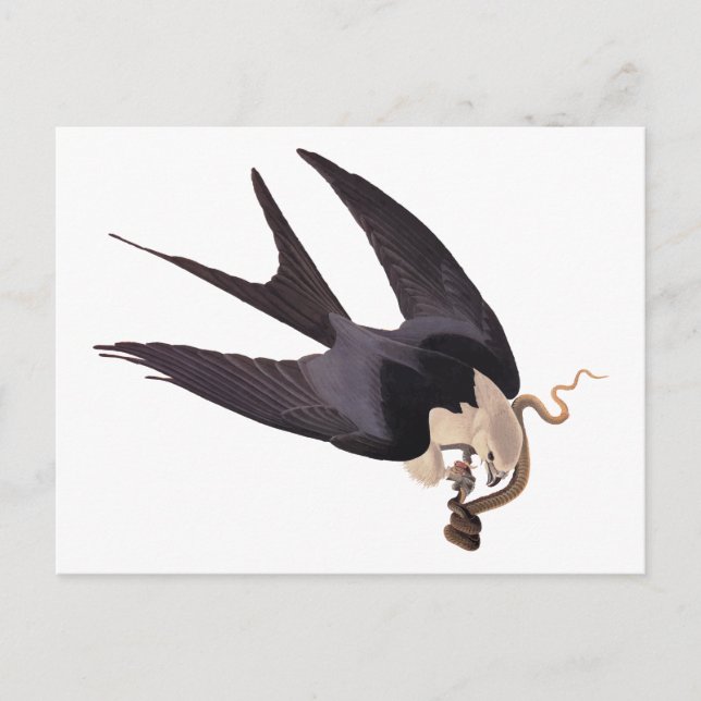 Swallow Tailed Hawk with Snake Vintage Audubon Postcard (Front)