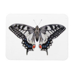 Swallowtail 2012 magnet